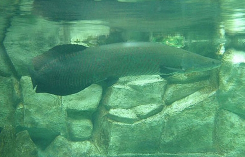 ca hai tuong nuoi canh