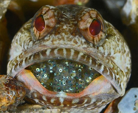 Cá hàm ngậm trứng trong miệng của nó trong vùng biển gần bờ biển Riviera, bang Florida, Mỹ. Ảnh: Judy Townsend.