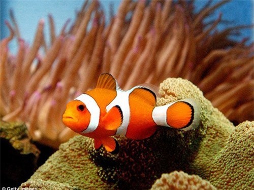 cá hề nemo