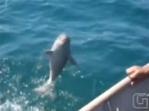 ...và chú cá nhảy lên khỏi mặt nước để "cảm ơn"