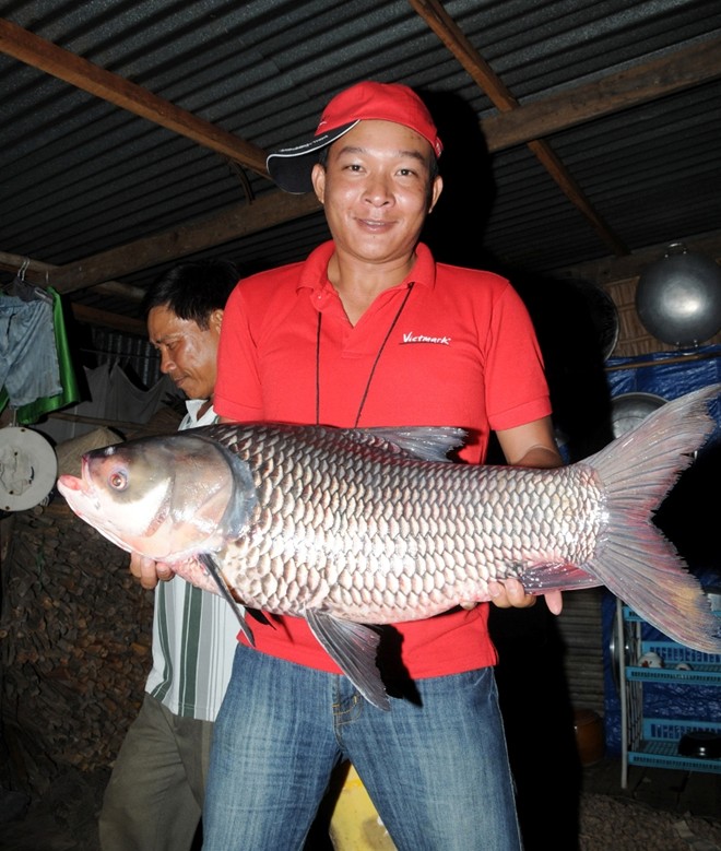 Những loài cá mang lại bạc tỷ cho nông dân