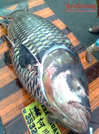 Cá hô nặng 120 kg