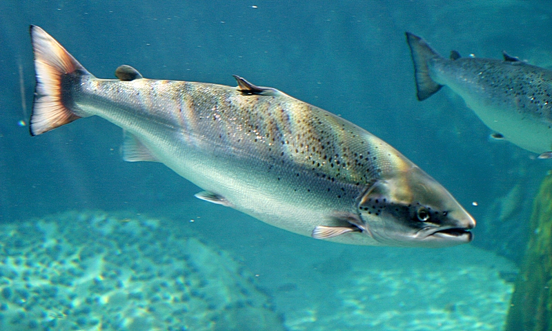 Cá hồi  Oncorhynchus spp