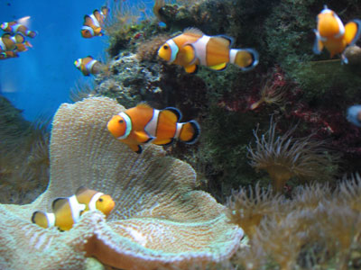 Cá khoang cổ nemo - một trong những loài cá cảnh quý ở quần đảo Trường Sa đang được bảo tồn nguồn gen tại Viện Hải dương học (Nha Trang).