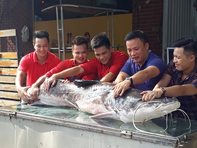 cá lăng nha, cá lăng nha khủng, cá lăng ra Hà Nội, ẩm thực