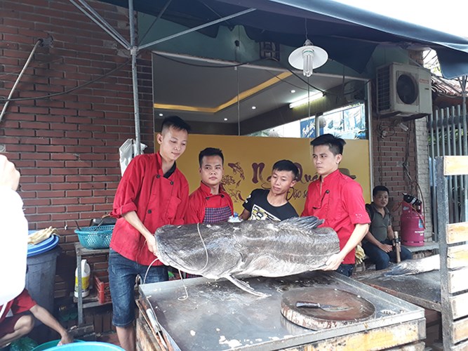 cá lăng nha, cá lăng nha khủng, cá lăng ra Hà Nội, ẩm thực