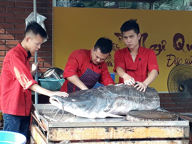 cá lăng nha, cá lăng nha khủng, cá lăng ra Hà Nội, ẩm thực