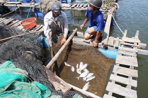 Tháng 7.2010, người nuôi cá lồng bè tại vịnh Mân Quang cũng điêu đứng trước tình trạng cá chết hàng loạt