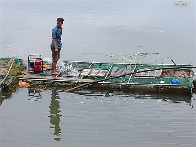 cá chết, cá chết sông Bồ, cá sông Bồ chết, cá chết không rõ nguyên nhân, cá chết ở Huế