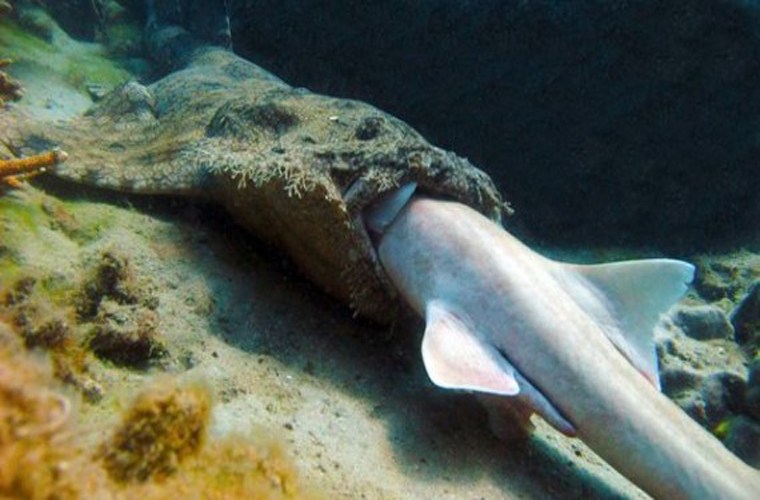  Cá mập Wobbegong. Loài cá mập này có sở thích là nuốt trọn những con cá mập thuộc giống khác. Nó sống ở Australia.