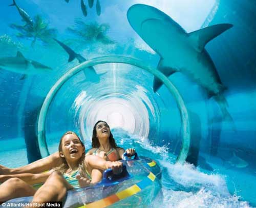 Cá mập dòng Caribe Reef bơi lội xung quanh du khách.