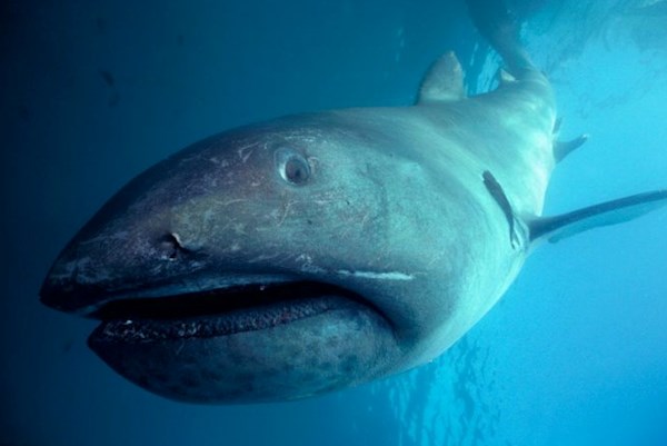 cá mập miệng rộng