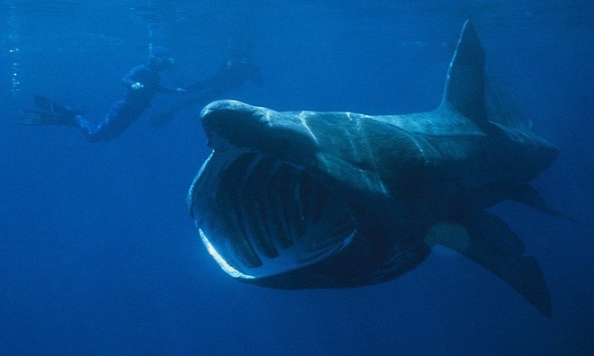 cá mập miệng to