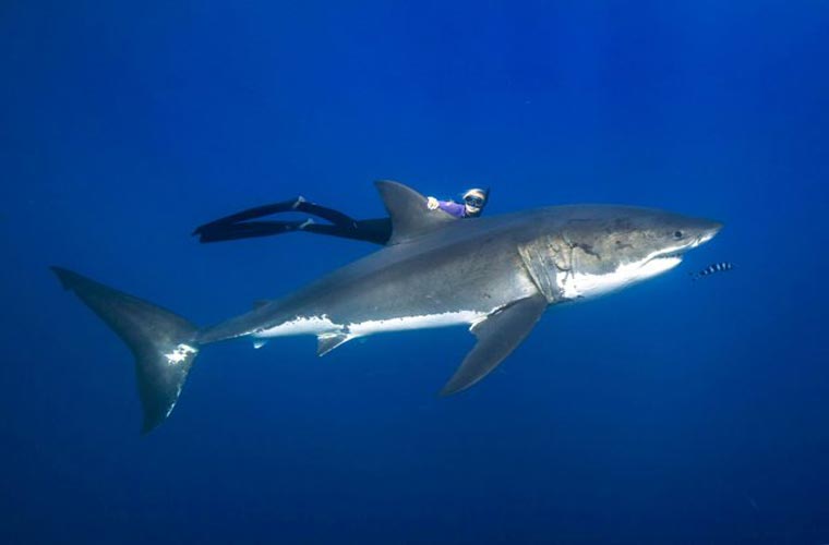 Trong bộ ảnh này, Ocean Ramsey, một chuyên gia hướng dẫn lặn, chuyên gia lặn mà không dùng thiết bị hỗ trợ, đã chụp những bức ảnh cùng cá mập trắng mà không sử dụng bất cứ một thiết bị bảo hộ nào.