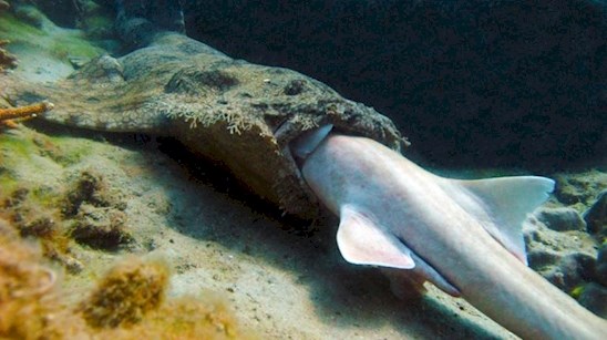 Cá mập wobbegong