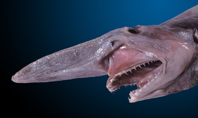 cá mập yêu tinh