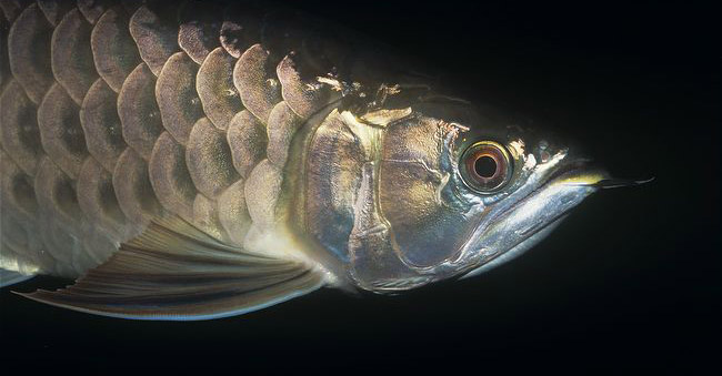 oài cá này phân bố trên một phạm vi nhỏ hẹp của sông Đồng Nai, khu vực Vườn quốc gia Cát Tiên