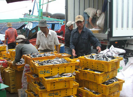cá ngừ đại dương về bến