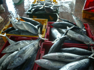 Cá ngừ đại dương đang là cứu cánh cho XK Thủy sản Việt Nam