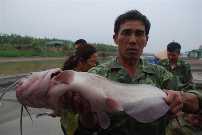 Cá nheo Mỹ dậy sóng sông Kinh Thầy - Máy Ép Cám Nổi | Dây Chuyền Sản Xuất Thức Ăn Thủy Sản Tối Ưu