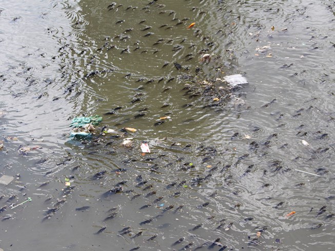 Hàng ngàn con cá nổi đặc trên kênh Nhiêu Lộc - Thị Nghè