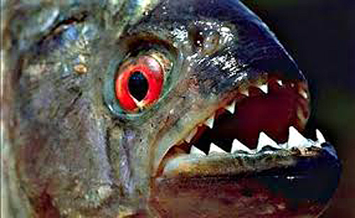 cá piranha