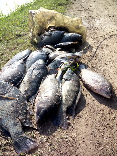 cá rô phi chết
