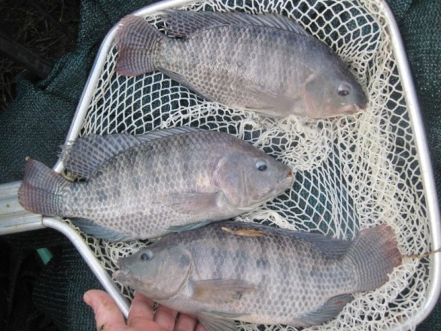 ca ro phi tang truong