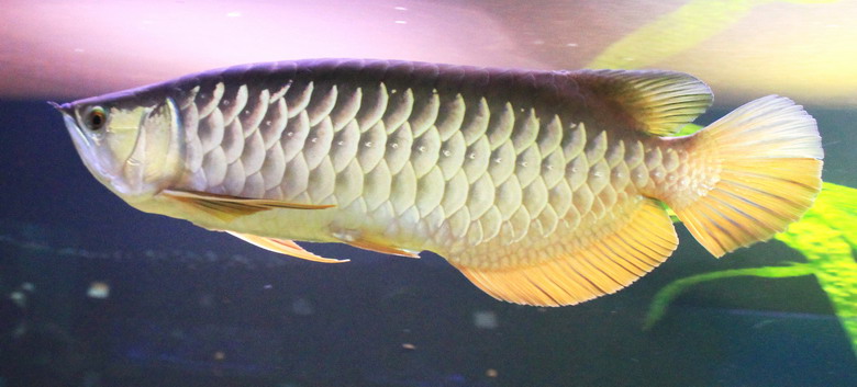 Đó là loài cá rồng có tên khoa học là Scleropages formosus, một loài cá rất hiếm gặp.