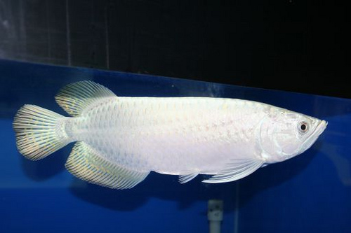 "albino