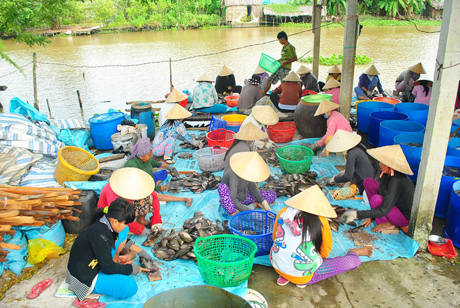 giá cá giảm, giá cá tra, giá cá sặc rằn, giá cá tra tăng cao, cá sặc rằn Đồng Tháp, khô cá sặc rằn, khô cá bổi   