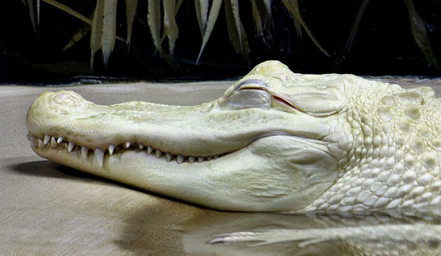 Xuất hiện cá sấu trắng quý hiếm tại Australia