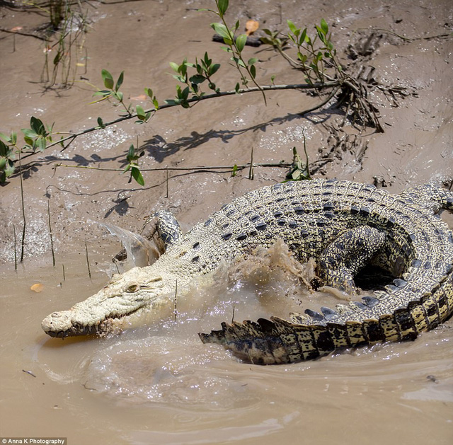 Xuất hiện cá sấu trắng quý hiếm tại Australia