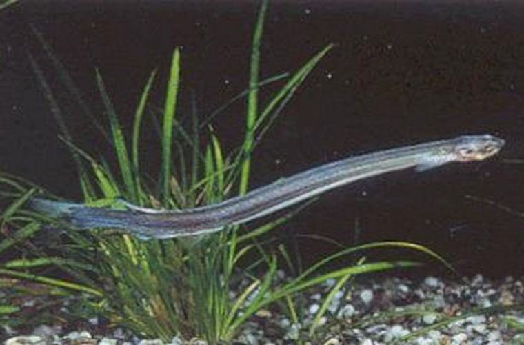 Nó là loài cá có cơ thể trong suốt, chỉ dài khoảng 3 mm-41 cm nên rất khó phát hiện.