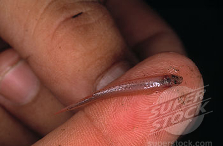  Loài cá sống ký sinh này có cái đầu khá nhỏ và bụng có thể phình to sau khi thưởng thức bữa hút máu no nê.