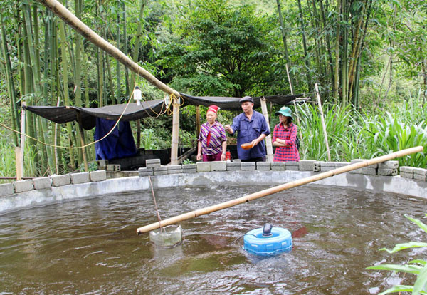 cá tầm chết lào cai