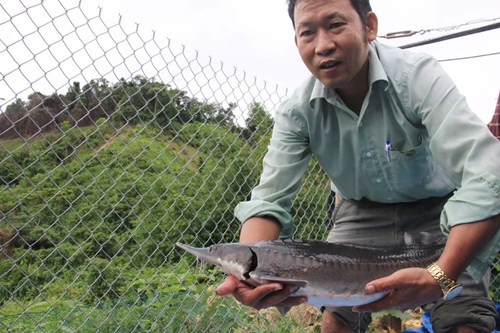 cá tầm giống