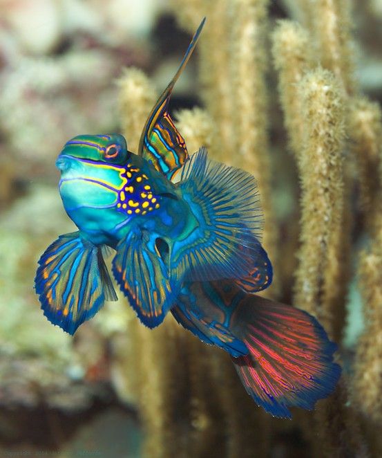Cá Trạng Nguyên (Mandarinfish) có màu sắc rực rỡ bậc nhất thế giới