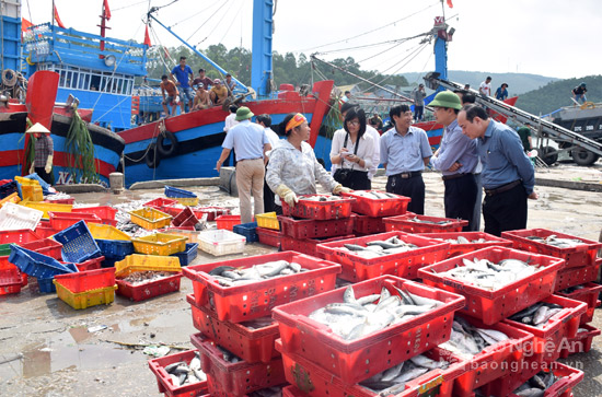 Quỳnh Lưu: Ngư dân trúng đậm cá trích, cá bạc má
