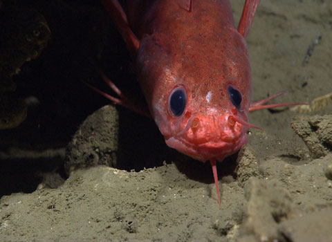The pink cod Gaidropsaus, which lives near a methane leak, seems quite timid.