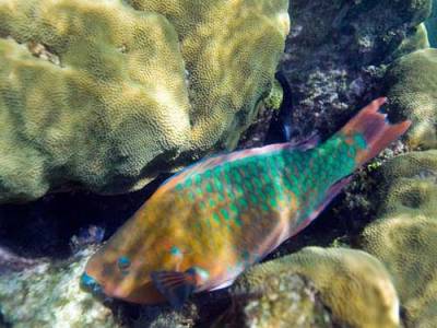 Loài cá vẹt sống trong các rạng san hồ vùng nhiejt đới và có khả năng thay đổi hình dạng, màu sắc và thậm chí cả giới tính.