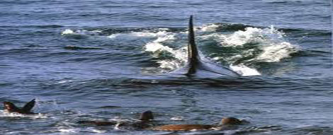 Orcinus orca được gọi là Cá voi sát thủ bởi chiến lược săn mồi rất hiệu quả và tàn nhẫn của chúng.  Tuy hung dữ, nhưng cá hổ kình hoang dã thường không được xem là mối đe dọa đối với con người.