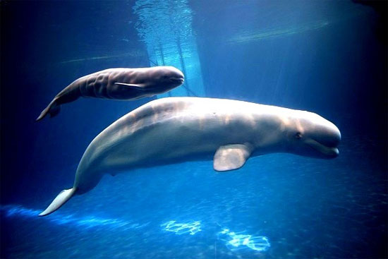 Cá voi trắng nổi bật với toàn thân màu trắng.