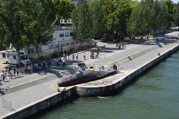  cá voi mắc cạn ở paris, chuyện lạ cá voi