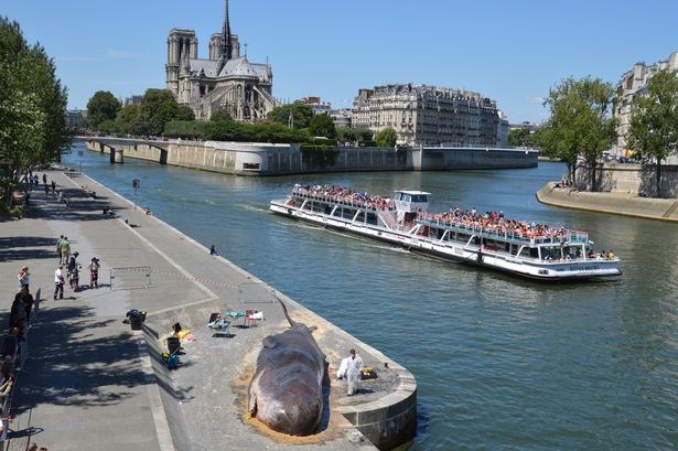  cá voi mắc cạn ở paris, chuyện lạ cá voi