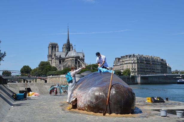  cá voi mắc cạn ở paris, chuyện lạ cá voi