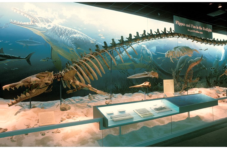 cá voi tiền sử