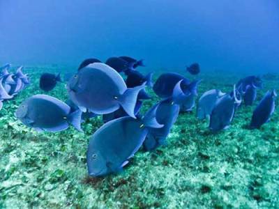 Cá xanh trưởng thành tại gần Mexico. Chúng thường sống quanh các bãi san hô.