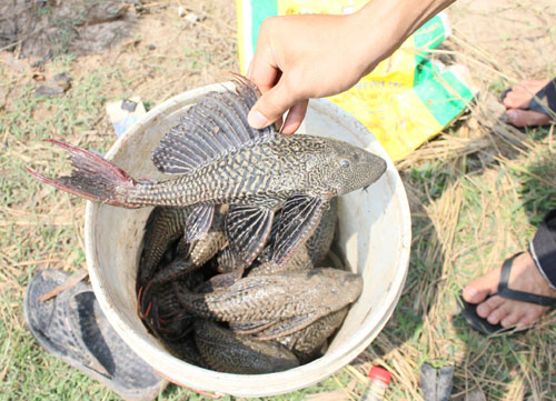 Cá lau kính từng xuất hiện dày đặc trên thượng nguồn rạch Tây Ninh - Ảnh: Giang Phương