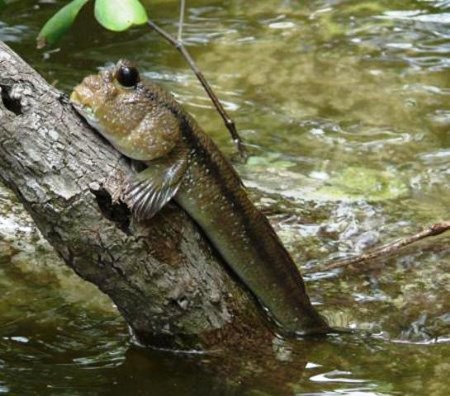 Chúng có một tên gọi khác là “cá leo cây”.  